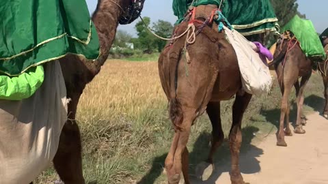 Camel In pakistan