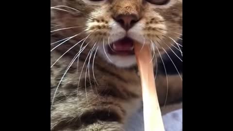 the funniest videos about cats