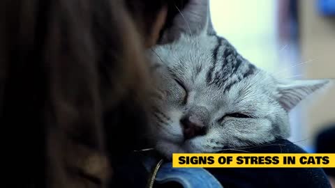 Cats 101 : Learning Treatments for Stressed Cats