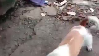 funny fight between mouse dog and cat