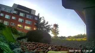 Groundhog Eating 6