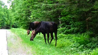 Hungry Moose Duo Munch Away