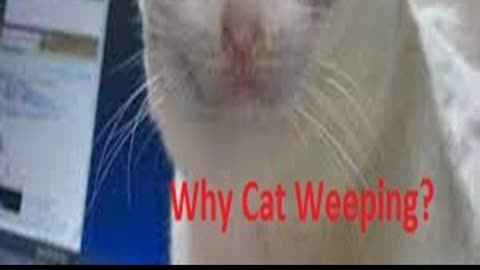 Why Cat Weeping?