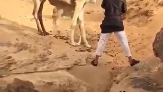 sultan saving camel calf