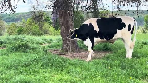 Holstein Bull