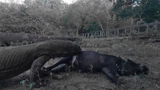 A komodo prey on a male wild boar