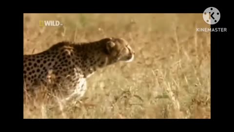 Cheeta Spring n speed