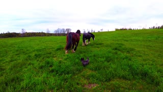 Magnificent Clydesdales groom each other in the meadow