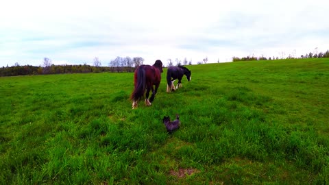 Magnificent Clydesdales groom each other in the meadow