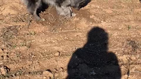 Australian Shepard Mix Dog digging for a squirrel