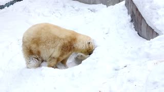 bears animal cute and beautiful 4k UHD The Fascinating World of Bears: Unveiling Their Secrets