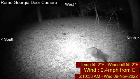 Two Racoons Fight over deer corn