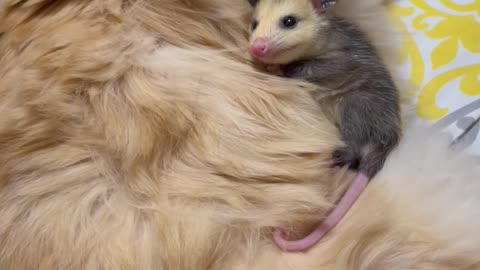 Lost Baby Possum Burrows In Furry Cat