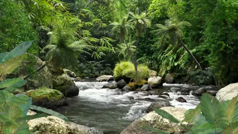 Relaxing Music With Sounds Of Water And Rainforest To Soothe - Feel In Nature !