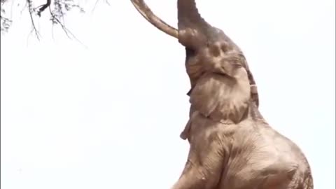 Amazing Elephant