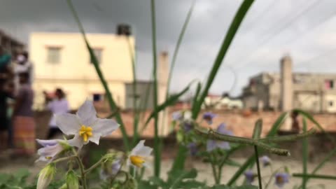 It is natural flowers and cloudy sky