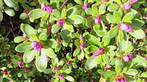 Azaleas plant