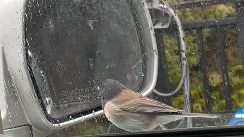 Bird Attacks Its Reflection in Car's Side-View Mirror
