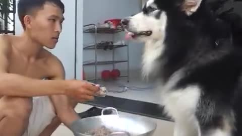 Cute dog is eating