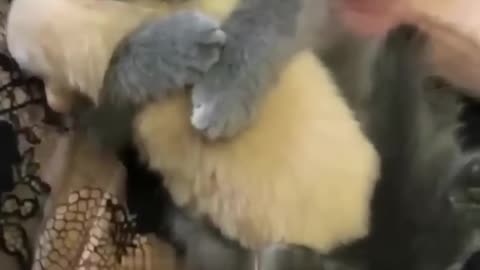 Cute video of cat and his baby😍😍