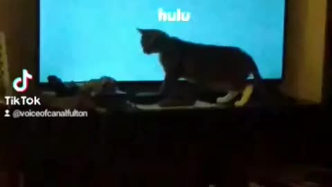 Periwinkle Chasing the Hulu Screensaver