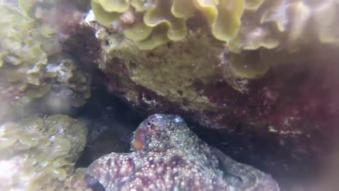 Octopus attack on the camera - HD video - 1