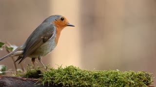 bird feeding on grass