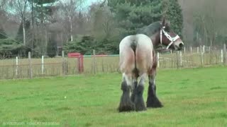 Most Powerful Horse Breed in the world