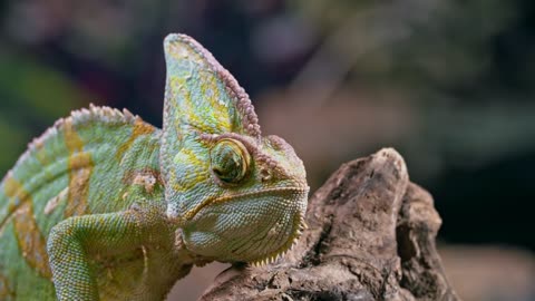 veiled chameleon | thé all-seeing eye -360° vision