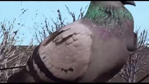 How Birds Work