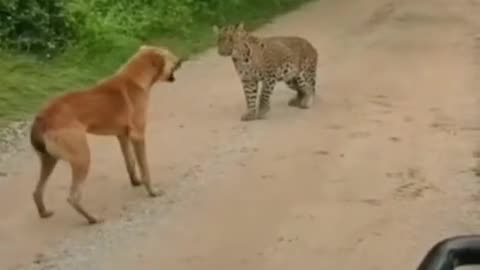 "Terrifying Leopard Encounter: Dog's Brave Standoff"