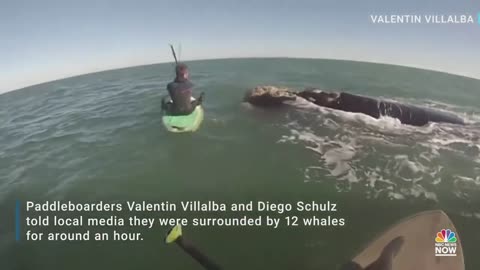 Watch: Whales Swim Alongside Paddleboarders In Argentina