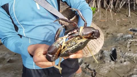 Amazing Catch King Mud Crabs at Mud Sea after Water Low Tide | Season Catch Sea Crabs-11