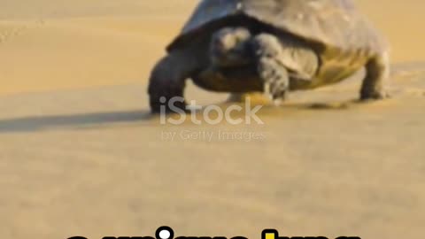 Unknown facts about tortoise
