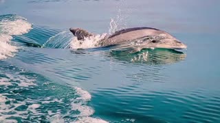 Dolphins Everywhere!