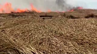 Ukraine farmers rush to harvest grain from Donbas fields