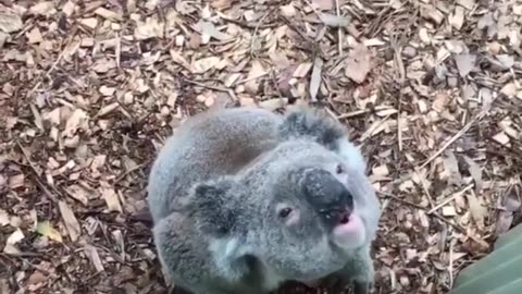 "Funny Koala Compilation - A Day in Their Playful Life!"