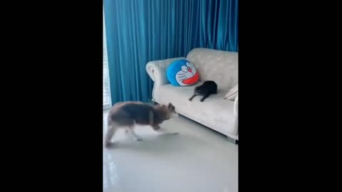 Cat vs dog, guess who will win funny animal