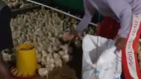 Proses penyortiran ayam potong