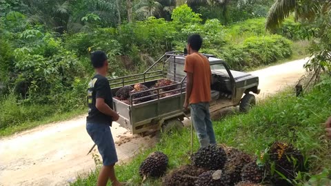 Uka Uka Car, Modified Car Transporting Palm Fruit In Borneo