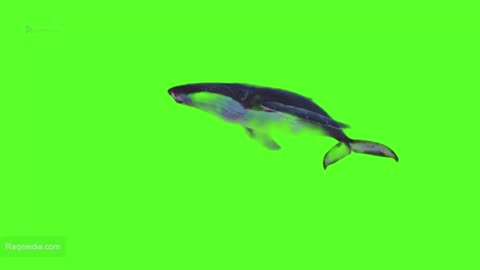 Whale Swimming in Green Screen Free Deep Ocean Animal Chroma Key for Video Editing Raqmedia