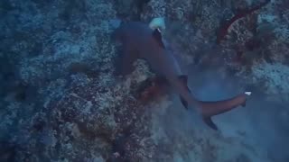 shark attacks moray eel