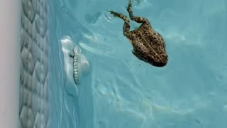 Frog swimming