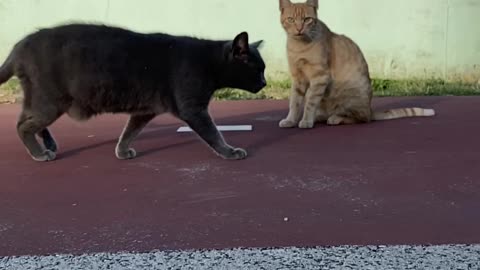 Male and female cat meeting each other #rumble #rumbleviral #petstv
