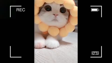 Clips of funny cats