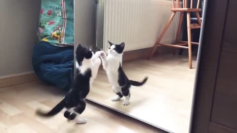 Funny cat and mirror video| funny video| WhatsApp video| 30 second status video