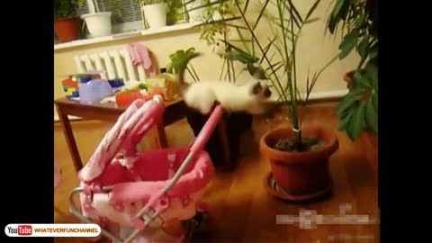 Funny Cat Vines - Short Funny Cats Videos fun