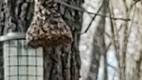 Hungry Birds on a feeder