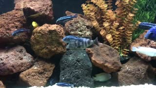 BIGGEST GIVEAWAY OF FISH OVER 120 CICHLID FISH