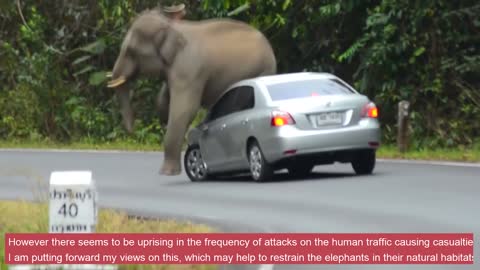 Elephant vs Car